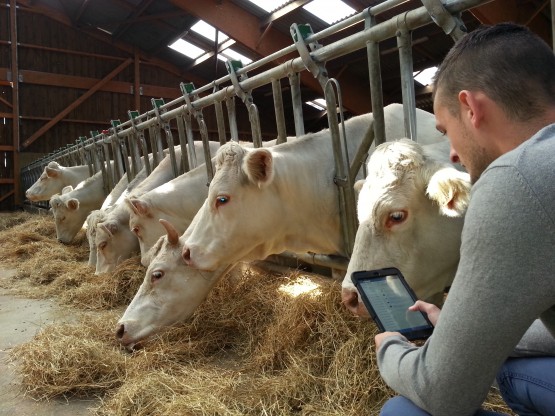 Atland bovin - nutrition animale - image non libre de droit