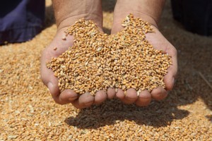 Agriculture, wheat harvest