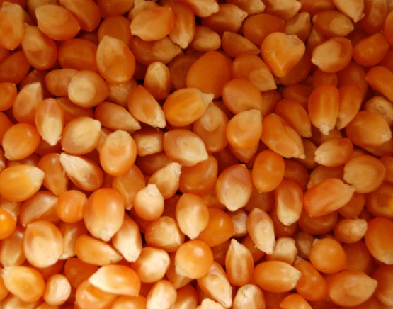 Grains de maïs