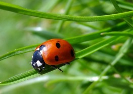 coccinelle - insectes auxilaires