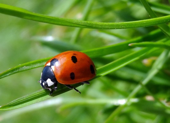 coccinelle - insectes auxilaires