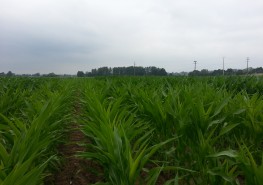 Les essais montrent des écarts (couleur / hauteur / vivacité) entre les protocoles de fertilisation