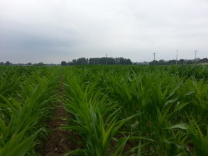 Les essais montrent des écarts (couleur / hauteur / vivacité) entre les protocoles de fertilisation