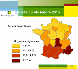 Qualité protéique des blés 2015 - France Agrimer