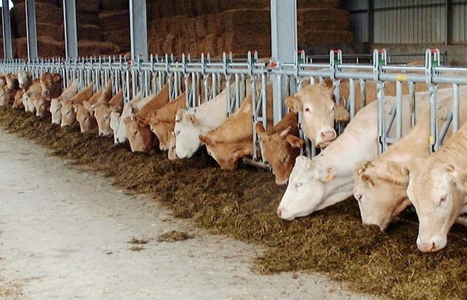 Agroéquipement ucal : Vaches au cornadis