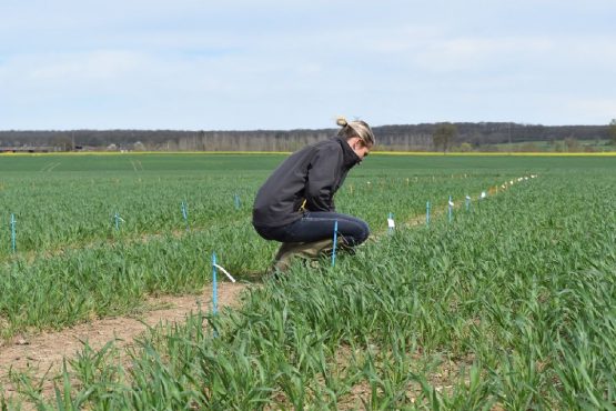 Visite d'essais UCAL et Loire Auvergne Agro - printemps 2018