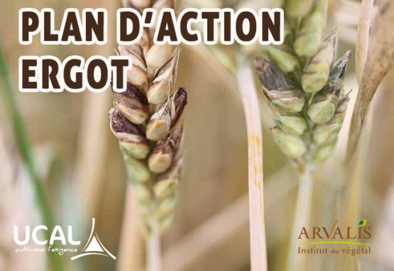 Lutter contre l'ergot